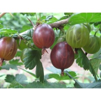 Groseillier à maquereau 'Rouge succulente' - Ribes uva-crispa  - Haie champetre  - Pepiniere Alsace - Vegetal Local Nord Est - Bio - Jardin forêt comestible - fruitier - permaculture