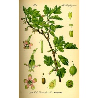Groseillier à maquereau 'Verte succulente' - Ribes uva-crispa - Haie champetre  - Pepiniere Alsace - Vegetal Local Nord Est - Bio - Jardin forêt comestible - fruitier - permaculture