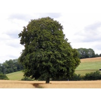 Hêtre commun - Fagus sylvatica - Haie champetre  - Pepiniere Alsace - Vegetal Local Nord Est - Bio - Jardin forêt comestible - fruitier - permaculture