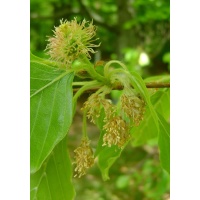 Hêtre commun - Fagus sylvatica - Haie champetre  - Pepiniere Alsace - Vegetal Local Nord Est - Bio - Jardin forêt comestible - fruitier - permaculture