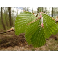 Hêtre commun - Fagus sylvatica - Haie champetre  - Pepiniere Alsace - Vegetal Local Nord Est - Bio - Jardin forêt comestible - fruitier - permaculture