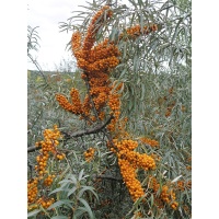 argousier-hergo-femelle-Hippophae-rhamnoides- Haie champetre  - Pepiniere Alsace - Vegetal Local Nord Est- Bio - Jardin forêt comestible - fruitier - permaculture 