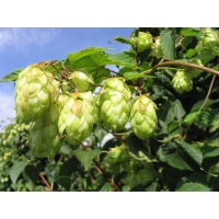 Houblon - Humulus lupulus - Haie champetre  - Pepiniere Alsace - Vegetal Local Nord Est - Bio - Jardin forêt comestible - fruitier - permaculture