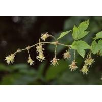 Houblon - Humulus lupulus - Haie champetre  - Pepiniere Alsace - Vegetal Local Nord Est - Bio - Jardin forêt comestible - fruitier - permaculture