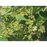 Houblon - Humulus lupulus - Haie champetre  - Pepiniere Alsace - Vegetal Local Nord Est - Bio - Jardin forêt comestible - fruitier - permaculture