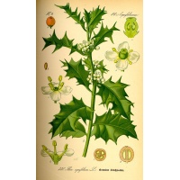Houx commun - Ilex aquifolium - Haie champetre  - Pepiniere Alsace - Vegetal Local Nord Est - Bio - Jardin forêt comestible - fruitier - permaculture