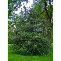 Houx commun - Ilex aquifolium - Haie champetre  - Pepiniere Alsace - Vegetal Local Nord Est - Bio - Jardin forêt comestible - fruitier - permaculture