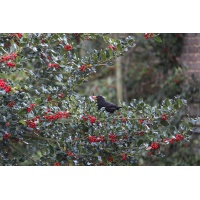 Houx commun - Ilex aquifolium - Haie champetre  - Pepiniere Alsace - Vegetal Local Nord Est - Bio - Jardin forêt comestible - fruitier - permaculture