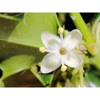 Houx commun - Ilex aquifolium - Haie champetre  - Pepiniere Alsace - Vegetal Local Nord Est - Bio - Jardin forêt comestible - fruitier - permaculture