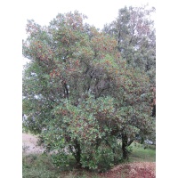 Arbousier_Arbre_aux_fraises_Atlantica_Arbutus_Unedo_Haie champetre  - Pepiniere Alsace - Vegetal Local Nord Est- Bio - Jardin forêt comestible - fruitier - permaculture