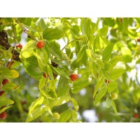 Jujubier commun - Ziziphus jujuba  - Haie champetre  - Pepiniere Alsace - Vegetal Local Nord Est - Bio - Jardin forêt comestible - fruitier - permaculture