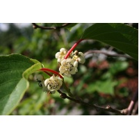 Kiwaï 'Maki' - Actinidia arguta - Haie champetre  - Pepiniere Alsace - Vegetal Local Nord Est - Bio - Jardin forêt comestible - fruitier - permaculture