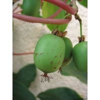 Kiwaï 'Red one' - Actinidia arguta - Haie champetre  - Pepiniere Alsace - Vegetal Local Nord Est - Bio - Jardin forêt comestible - fruitier - permaculture
