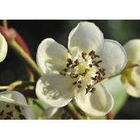 Kiwaï 'Weiki' - Actinidia arguta - Haie champetre  - Pepiniere Alsace - Vegetal Local Nord Est - Bio - Jardin forêt comestible - fruitier - permaculture