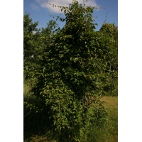Kiwaï 'Geneva' - Actinidia arguta   - Haie champetre  - Pepiniere Alsace - Vegetal Local Nord Est - Bio - Jardin forêt comestible - fruitier - permaculture