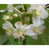 Kiwi ‘Bruno’- Actinidia deliciosa - Haie champetre  - Pepiniere Alsace - Vegetal Local Nord Est - Bio - Jardin forêt comestible - fruitier - permaculture