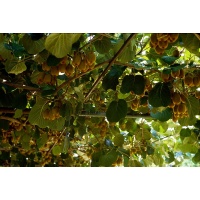 Kiwi ‘Bruno’- Actinidia deliciosa - Haie champetre  - Pepiniere Alsace - Vegetal Local Nord Est - Bio - Jardin forêt comestible - fruitier - permaculture