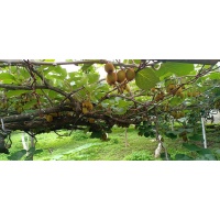 Kiwi ‘Hayward’ - Actinidia deliciosa - Haie champetre  - Pepiniere Alsace - Vegetal Local Nord Est - Bio - Jardin forêt comestible - fruitier - permaculture