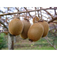 Kiwi ‘Hayward’ - Actinidia deliciosa - Haie champetre  - Pepiniere Alsace - Vegetal Local Nord Est - Bio - Jardin forêt comestible - fruitier - permaculture