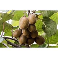 Kiwi ‘Jenny’ - Actinidia deliciosa - Haie champetre  - Pepiniere Alsace - Vegetal Local Nord Est - Bio - Jardin forêt comestible - fruitier - permaculture