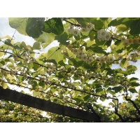 Kiwi ‘Jenny’ - Actinidia deliciosa - Haie champetre  - Pepiniere Alsace - Vegetal Local Nord Est - Bio - Jardin forêt comestible - fruitier - permaculture