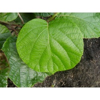 Kiwi mâle - Actinidia deliciosa - Haie champetre  - Pepiniere Alsace - Vegetal Local Nord Est - Bio - Jardin forêt comestible - fruitier - permaculture