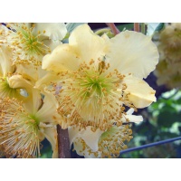 Kiwi mâle - Actinidia deliciosa - Haie champetre  - Pepiniere Alsace - Vegetal Local Nord Est - Bio - Jardin forêt comestible - fruitier - permaculture