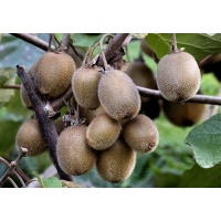 Kiwi ‘Solo’ - Actinidia deliciosa - Haie champetre  - Pepiniere Alsace - Vegetal Local Nord Est - Bio - Jardin forêt comestible - fruitier - permaculture