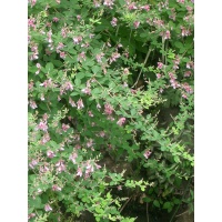 Lespedeza bicolore - Lespedeza bicolor - Haie champetre  - Pepiniere Alsace - Vegetal Local Nord Est - Bio - Jardin forêt comestible - fruitier - permaculture