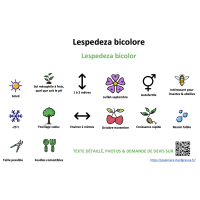 lespedeza_bicolore _ résumé
