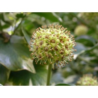 Lierre grimpant - Hedera helix - Haie champetre  - Pepiniere Alsace - Vegetal Local Nord Est - Bio - Jardin forêt comestible - fruitier - permaculture