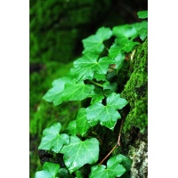 Lierre grimpant - Hedera helix - Haie champetre  - Pepiniere Alsace - Vegetal Local Nord Est - Bio - Jardin forêt comestible - fruitier - permaculture