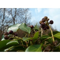 Lierre grimpant - Hedera helix - Haie champetre  - Pepiniere Alsace - Vegetal Local Nord Est - Bio - Jardin forêt comestible - fruitier - permaculture