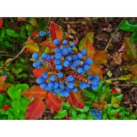 Mahonia à feuilles de houx - Berberis aquifolium - Haie champetre  - Pepiniere Alsace - Vegetal Local Nord Est - Bio - Jardin forêt comestible - fruitier - permaculture
