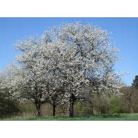 Merisier - Prunus avium - Haie champetre  - Pepiniere Alsace - Vegetal Local Nord Est - Bio - Jardin forêt comestible - fruitier - permaculture