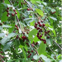 Merisier - Prunus avium - Haie champetre  - Pepiniere Alsace - Vegetal Local Nord Est - Bio - Jardin forêt comestible - fruitier - permaculture