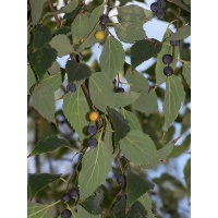 Micocoulier de Provence  - Celtis australis - Haie champetre  - Pepiniere Alsace - Vegetal Local Nord Est - Bio - Jardin forêt comestible - fruitier - permaculture