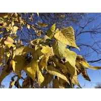 Micocoulier de Virginie - Celtis occidentalis - Haie champetre  - Pepiniere Alsace - Vegetal Local Nord Est - Bio - Jardin forêt comestible - fruitier - permaculture