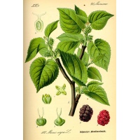 Mûrier noir - Morus nigra - Haie champetre  - Pepiniere Alsace - Vegetal Local Nord Est - Bio - Jardin forêt comestible - fruitier - permaculture