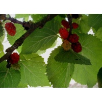 Mûrier rouge 'Illinois Everbearing' - Morus rubra - Haie champetre  - Pepiniere Alsace - Vegetal Local Nord Est - Bio - Jardin forêt comestible - fruitier - permaculture