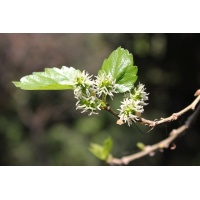 Mûrier blanc - Morus alba - Haie champetre  - Pepiniere Alsace - Vegetal Local Nord Est - Bio - Jardin forêt comestible - fruitier - permaculture