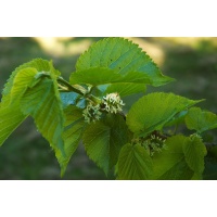 Mûrier noir - Morus nigra - Haie champetre  - Pepiniere Alsace - Vegetal Local Nord Est - Bio - Jardin forêt comestible - fruitier - permaculture