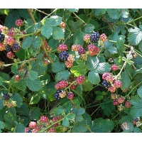 Mûrier noir – Ronce issue de variétés sauvages - Rubus fruticosus sp. 'Darrow' - Haie champetre  - Pepiniere Alsace - Vegetal Local Nord Est - Bio - Jardin forêt comestible - fruitier - permaculture