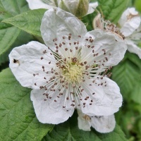 Mûrier noir – Ronce sans épine - Rubus fruticosus 'Black Satin' - Haie champetre  - Pepiniere Alsace - Vegetal Local Nord Est - Bio - Jardin forêt comestible - fruitier - permaculture