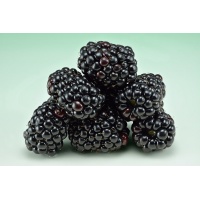 Mûrier noir – Ronce sans épine - Rubus fruticosus 'Black Satin' - Haie champetre  - Pepiniere Alsace - Vegetal Local Nord Est - Bio - Jardin forêt comestible - fruitier - permaculture