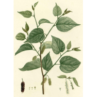 Mûrier rouge - Morus rubra - Haie champetre  - Pepiniere Alsace - Vegetal Local Nord Est - Bio - Jardin forêt comestible - fruitier - permaculture