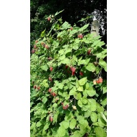 Mûroisier – Ronce hybride mûre-framboise - Rubus Hybris 'Loganberry' - Haie champetre  - Pepiniere Alsace - Vegetal Local Nord Est - Bio - Jardin forêt comestible - fruitier - permaculture