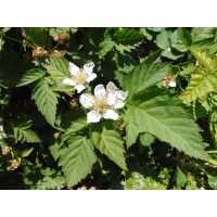 Mûroisier – Ronce hybride mûre-framboise - Rubus Hybris 'Loganberry' - Haie champetre  - Pepiniere Alsace - Vegetal Local Nord Est - Bio - Jardin forêt comestible - fruitier - permaculture