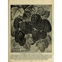 Mûroisier – Ronce hybride mûre-framboise - Rubus Hybris 'Loganberry' - Haie champetre  - Pepiniere Alsace - Vegetal Local Nord Est - Bio - Jardin forêt comestible - fruitier - permaculture