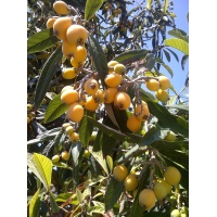 Néflier du Japon - Eriobotrya japonica - Haie champetre  - Pepiniere Alsace - Vegetal Local Nord Est - Bio - Jardin forêt comestible - fruitier - permaculture